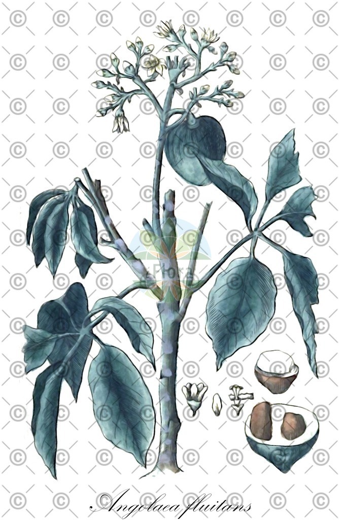 HistAbb_wfo-0000536542_94_ENZY_Simple | Historische Abbildung von Angolaea fluitans - Podostemaceae | Historical Illustration of Angolaea fluitans - Podostemaceae