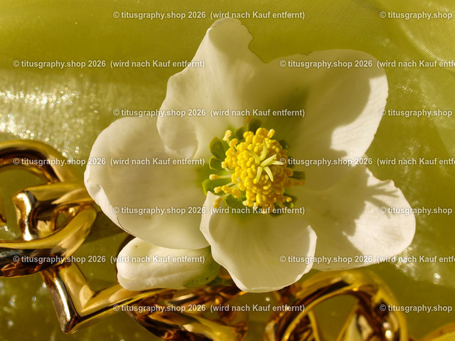 titusgraphy_P2254401-vz-ln | titusgraphy-shop: Geschenkideen mit Qualitätsfotos. titusgraphy-shop: gift ideas with quality photos. titusgraphy-shop: idées cadeaux avec photos de qualité.  - Realisiert mit Pictrs.com