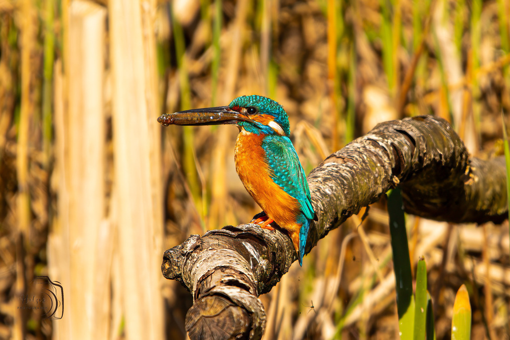 Eisvogel | Holzisphotography, Landschaftsfotografie, Wildlifefotogorafie - Realisiert mit Pictrs.com