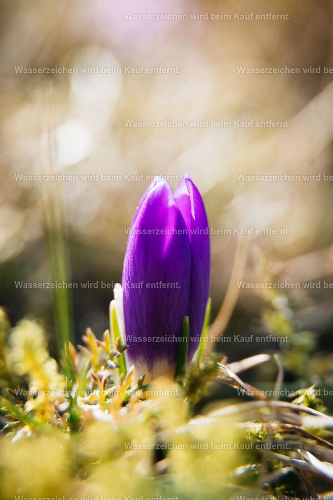 Erwachen, Bewusstsein | Die Botschaft zum Bild lautet: Habe das Vertrauen, dass du erwachst. Habe das Vertrauen in dein Wachstum. Habe das Vertrauen in Dich.