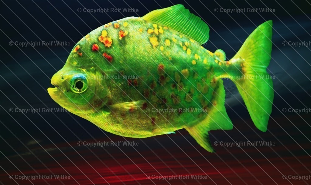 portrait piranha | Rolf Wittke  - Realisiert mit Pictrs.com