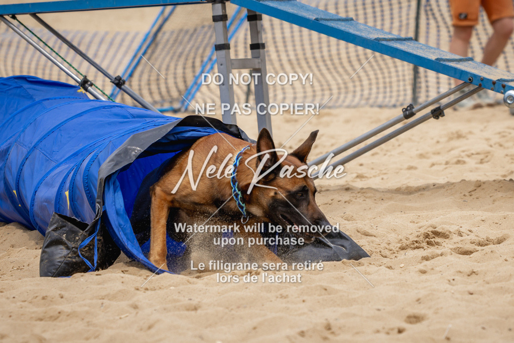 nelerasche_BuHu2026_So1330-1430_05 | nelerasche