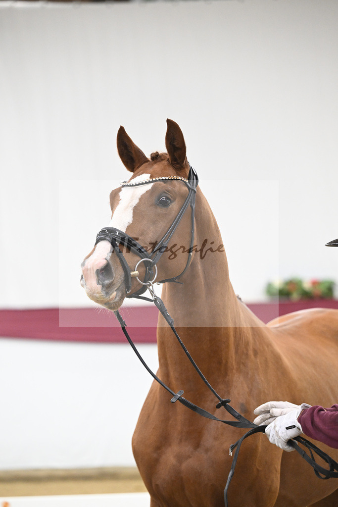 Kat-Nr. 119 Iron x Quaterback_Jakob u Martina Reglauer_47253973 | hf-fotografie - Realisiert mit Pictrs.com