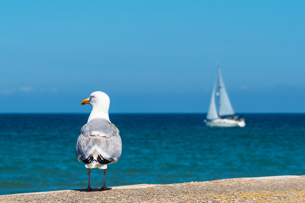 Möwe und Segelboot an der Ostseeküste in Warnemünde | Möwe und Segelboot an der Ostseeküste in Warnemünde.