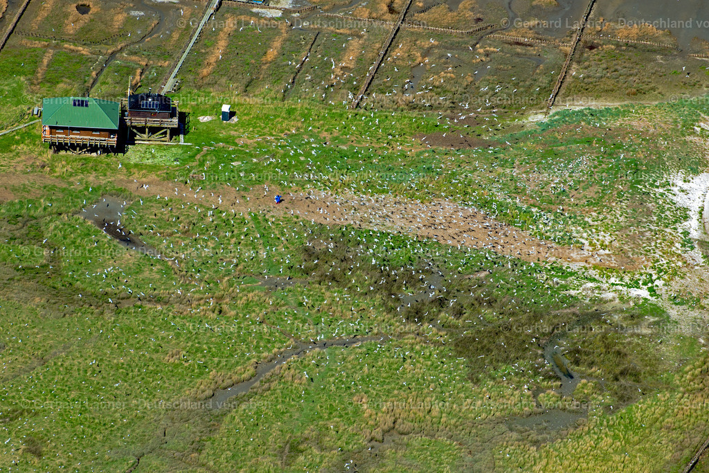 9200440 | Vogelfreistätte Hallig Norderoog, Nationalpark Schleswig-Holsteinisches Wattenmeer