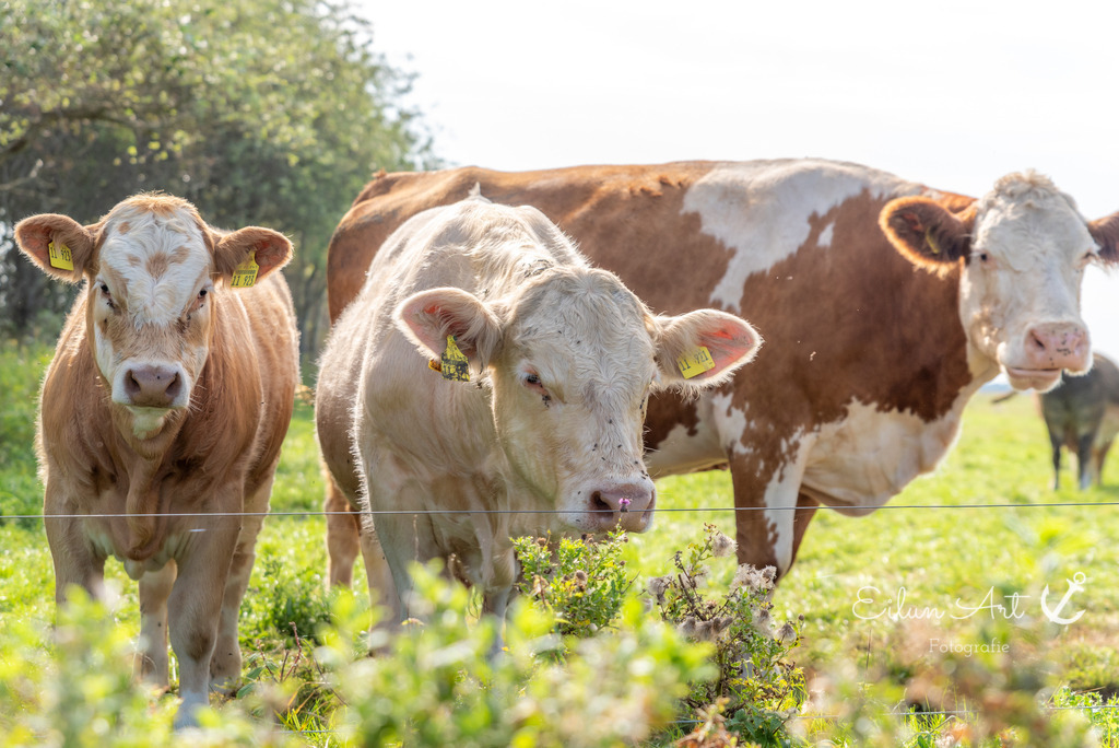 EAF_9455 | Eilun-Art-Fotografie Levke Martens, ihre Fotografin für Immobilien- und Landschaftsfotografie auf Föhr, Föhrer Motive als Poster, Leinwand, hinter Acrylglas oder stelle dir deinen eigenen Monatskalender zusammen, mit nur einem Klick