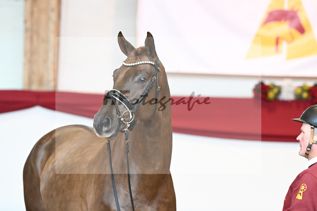 Kat-Nr. 41 Morricone I x De Niro_Kozok_43230507 | hf-fotografie - Realisiert mit Pictrs.com