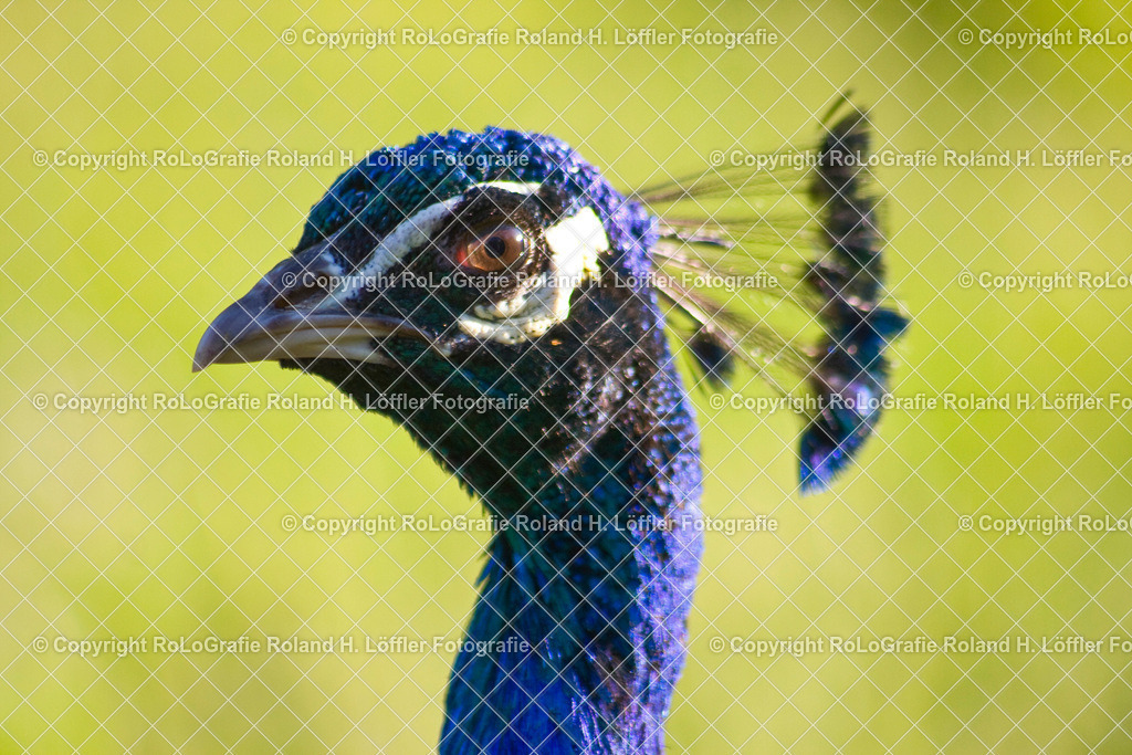 Pfau-Portrait | Porträt eines Pfau - Realisiert mit Pictrs.com
