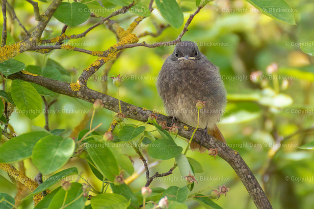 201717 | Tierfotografie, Tierkalender, Tierbilder, Insekten, Spinnen, Vögel, Schmetterling, Libellen, Leinwand, Colorkey, Qualität, Geschenkartikel, Geschenk - Realisiert mit Pictrs.com