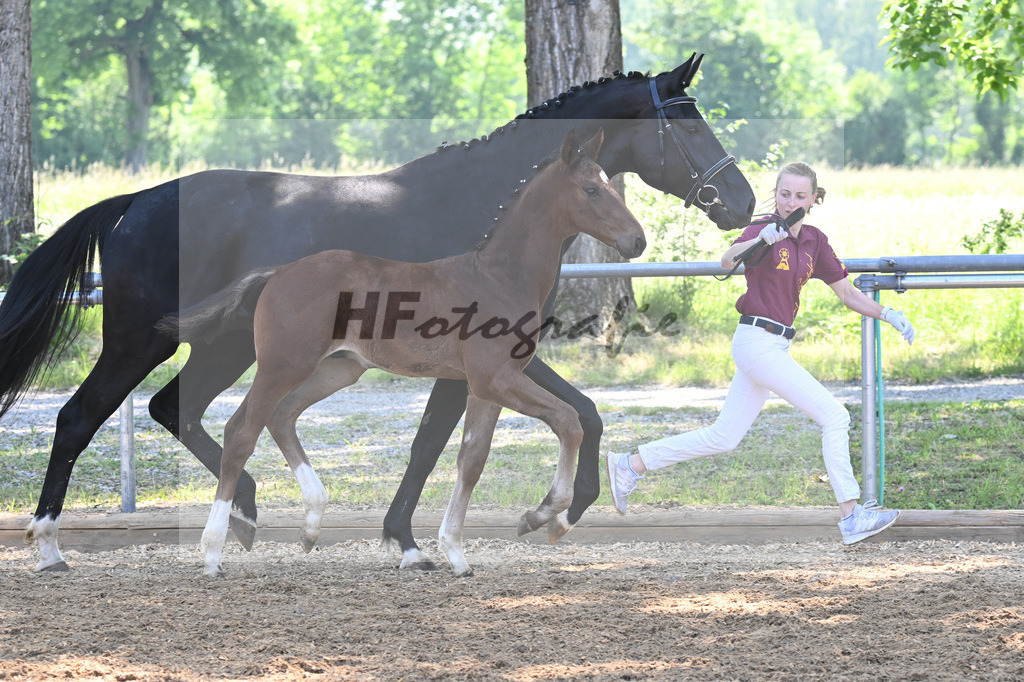 Kat-Nr. 4 HF Vitalos_Schwarz_14230109 | hf-fotografie - Realisiert mit Pictrs.com