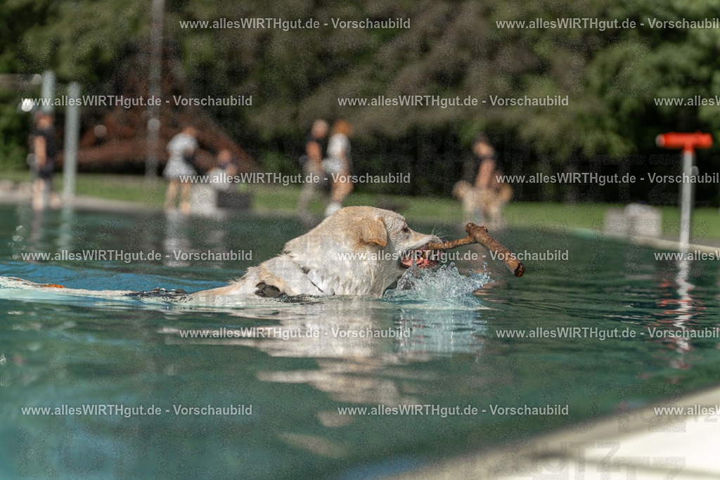 Hundeschwimmen_Volksbad_2026-allesWIRTHgut_Tierfotografie-2609061546-7R501831 | Professionelle Tierfotografie in Mönchengladbach von Daniel Wirth (allesWIRTHgut). Liebevolle & natürliche Bilder von Hunden & Katzen für unvergessliche Erinnerungen.