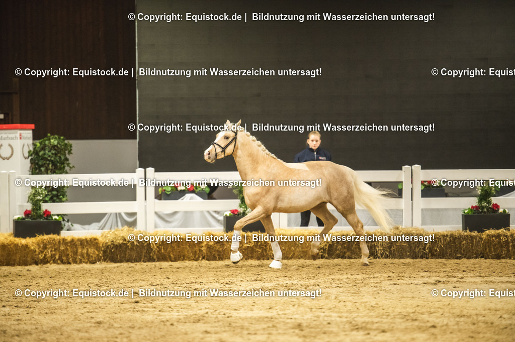 20240302_Hengstvorstellung_Marbach_TOMsPiC_0847 | equistock