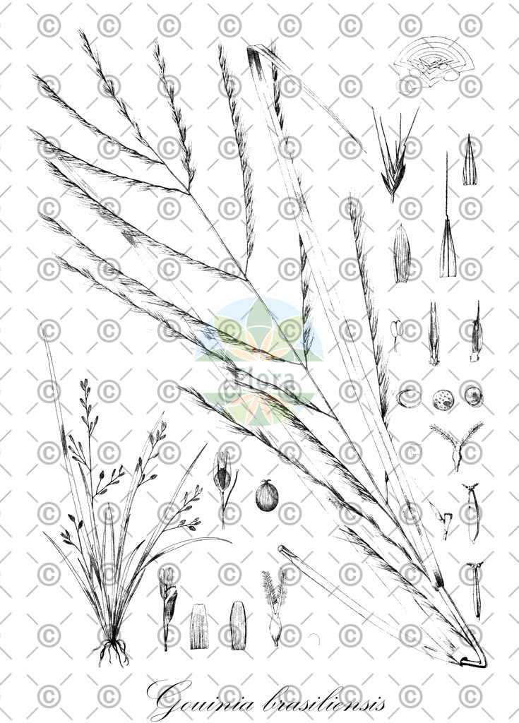HistAbb_wfo-0000975083_1_ENZY_Simple | Historische Abbildung von Gouinia brasiliensis - Poaceae | Historical Illustration of Gouinia brasiliensis - Poaceae