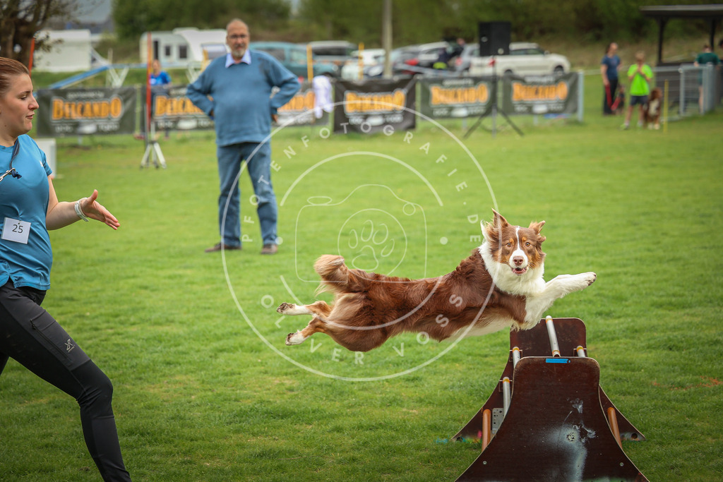 Pfotenfotografie_0L8A9440 | Hundefotografie, Tierfotograf, Pfotenfotografie, Fotoshooting Hund, Hunde Portrait, Hundesport, Hundeportraits, Heideshooting, Hunde, Sportfotograf, Hundefotograf, Turnierhundsport, THS,  - Realisiert mit Pictrs.com