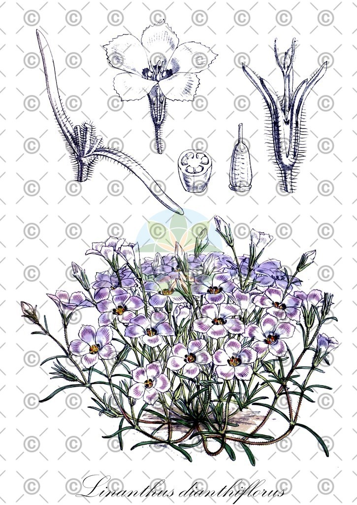 HistAbb_wfo-0001218860_1_ENZY_Simple | Historische Abbildung von Linanthus dianthiflorus - Polemoniaceae | Historical Illustration of Linanthus dianthiflorus - Polemoniaceae