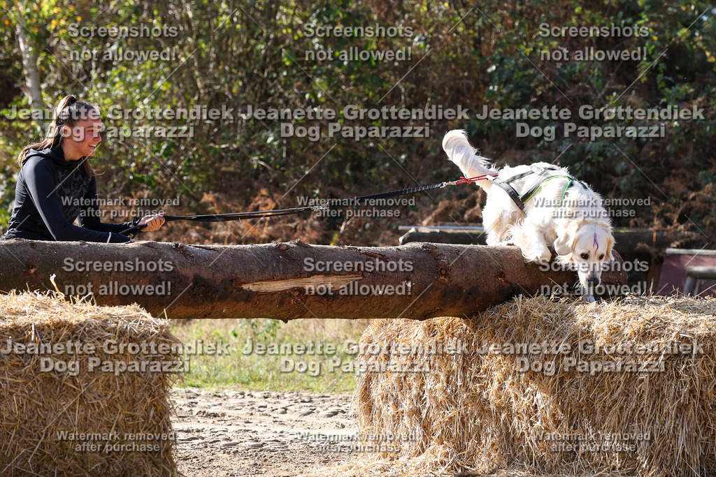 Dog Paparazzi - Strongdog 10-25-5951 | Dog Paparazzi Jeanette Grottendiek Fotografie & Videografie - Realisiert mit Pictrs.com