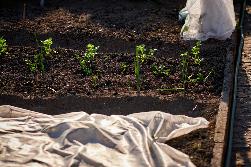 Petersilie im Erdboden | Austria - April 25, 2020: Impressionen aus dem Hausgarten; Petersilie und Zwiebel im Erdboden, davor ein mit Flies abgedecktes Beet. - Realisiert mit Pictrs.com