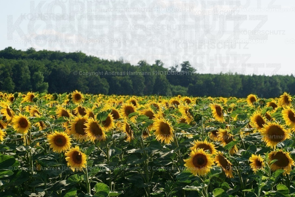 Sonnenblumenfeld | Sonnenblumenfeld - Realisiert mit Pictrs.com