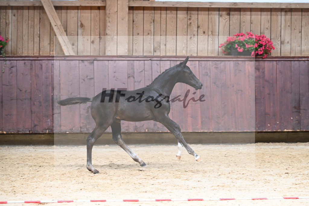 Kat-Nr. 22 HF Va Pensiero_Schindele_26230268 | hf-fotografie - Realizzato con Pictrs.com