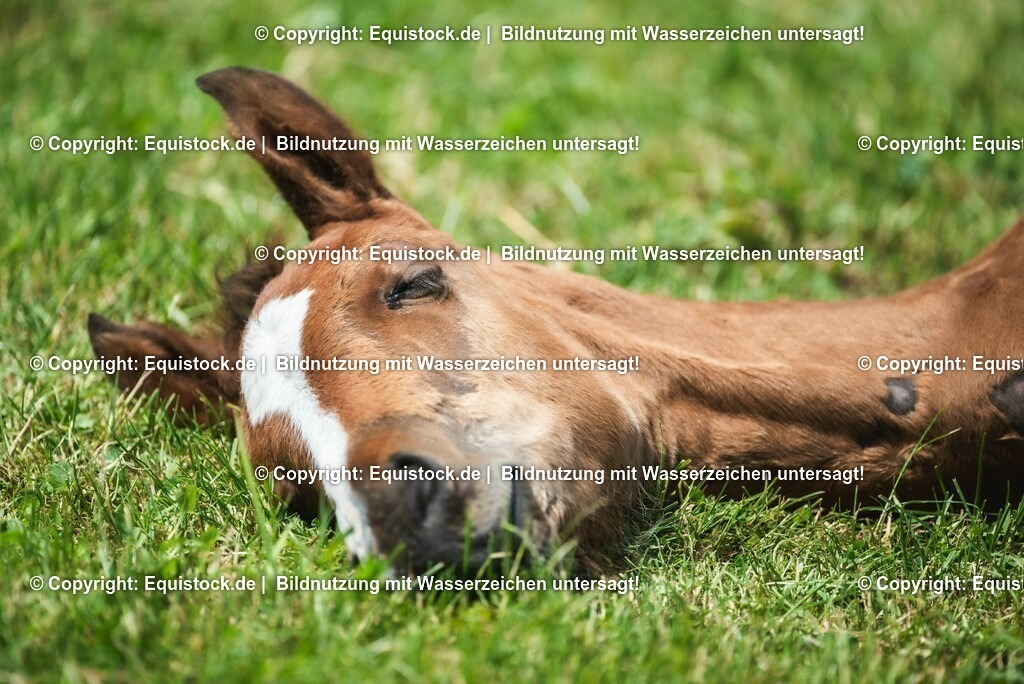 20210617_Fohlen_0293 | Foto: Thomas Hartig