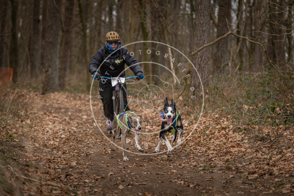 Pfotenfotografie_DV3A6684 | Hundefotografie, Tierfotograf, Pfotenfotografie, Fotoshooting Hund, Hunde Portrait, Hundesport, Hundeportraits, Heideshooting, Hunde, Sportfotograf, Hundefotograf, Turnierhundsport, THS,  - Realisiert mit Pictrs.com