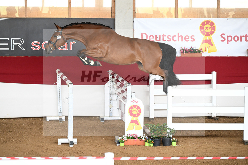 Kat-Nr. 49 Vaiana TF v. Vagabond de la Pomme_Steinberg u Braun_9240744 | hf-fotografie - Realizzato con Pictrs.com