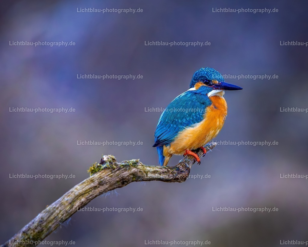 Eisvogel-06 | Hans-Bernd Lichtblau Photography. Finden Sie wunderschöne Fotografien aus Landschaft und Natur.  - Realisiert mit Pictrs.com