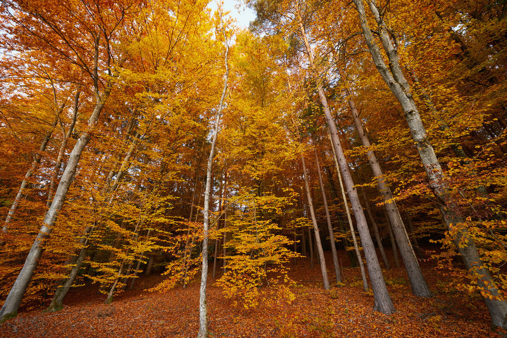 Herbstlicher Wald | Heugraben, Austria - October 31, 2015: Herbstlicher Wald. - Realisiert mit Pictrs.com