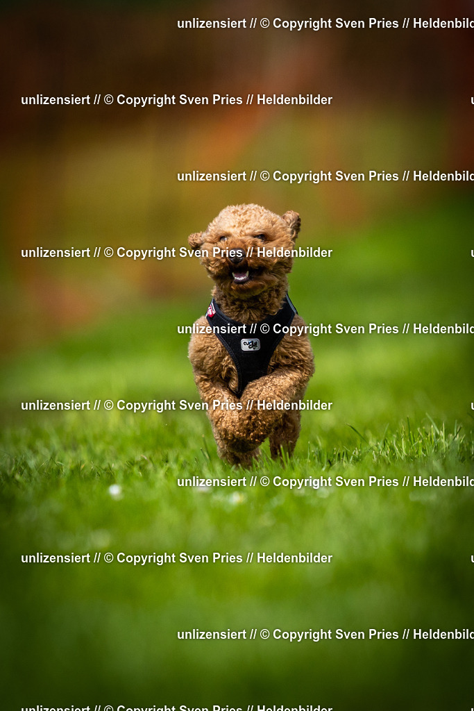 Sven Pries | 2025-04-13 - Hunderennen Baden-Baden - Realisiert mit Pictrs.com