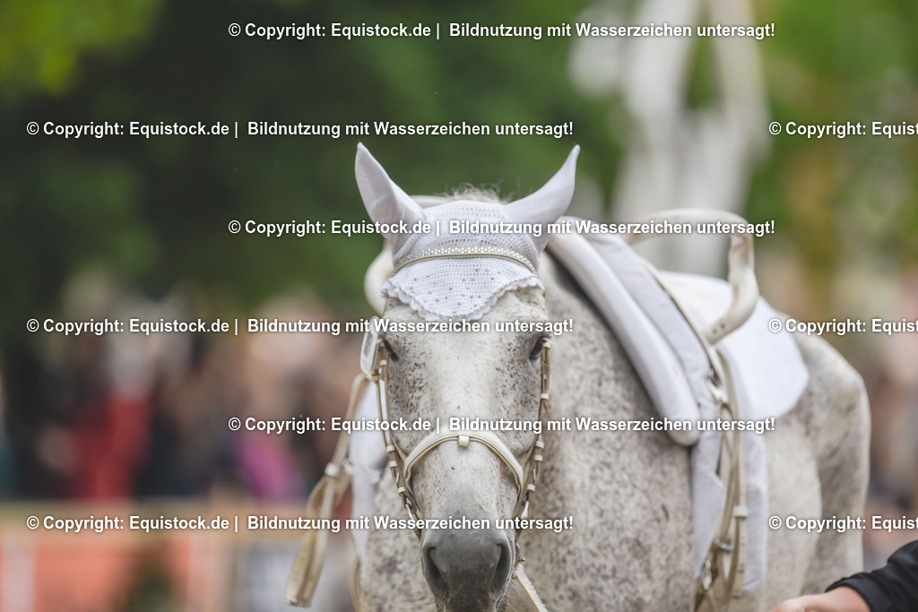 20240519_Voltige_0127 | Foto: Thomas Hartig