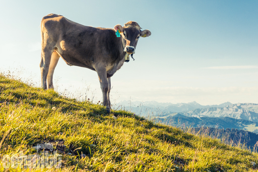 PS-Tiere-2026-89 | Entdecke die größte Bildgalerie der Region mit Fotografien aus dem Allgäu, der Bodenseeregion, Oberschwaben, dem Donautal und der Schwäbischen Alb. Landschaften, Luftaufnahmen und Reisefotografie als Wandbild und Fotokunst. - Realisiert mit Pictrs.com
