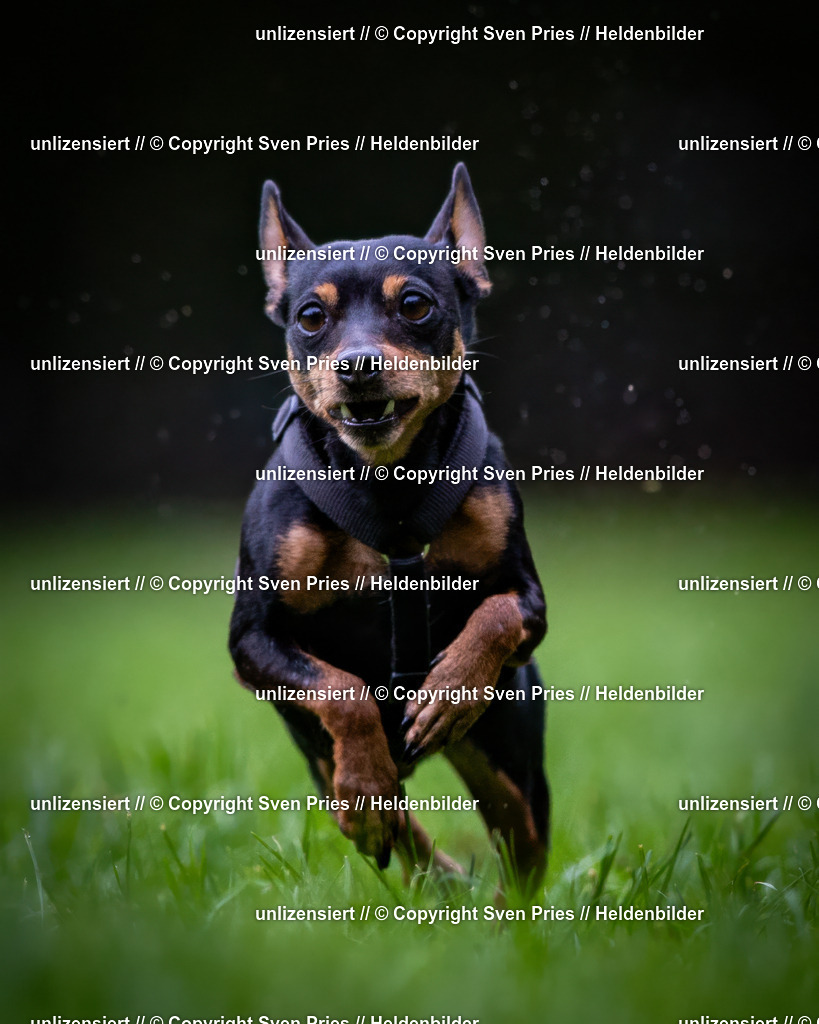 Sven Pries | 2024-10-19 - Hunderennen Ober-Grombach - Realisiert mit Pictrs.com