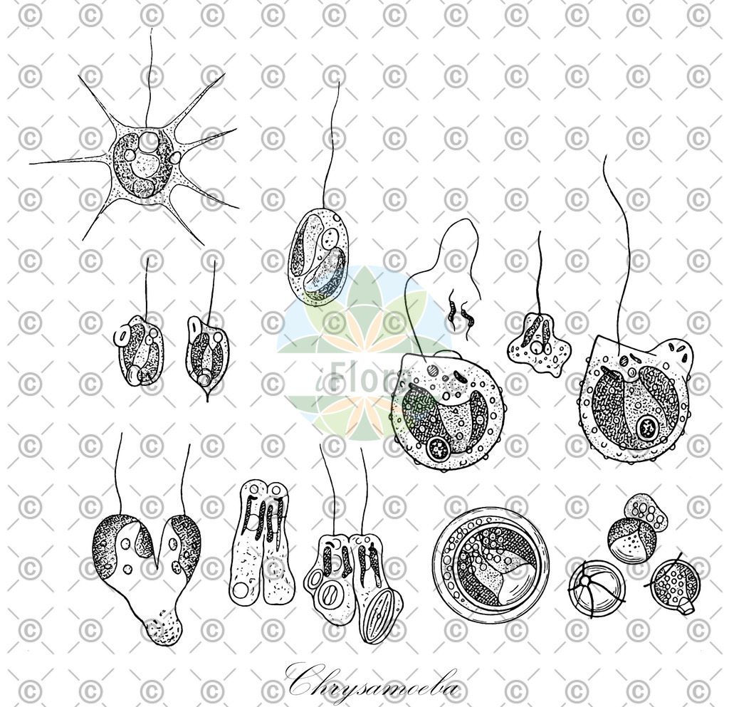 HistAbb_wfo-0000033997_1_ENZY_Simple | Historische Abbildung von Chrysamoeba - Chrysamoebaceae (0) | Historical Illustration of Chrysamoeba - Chrysamoebaceae (0)