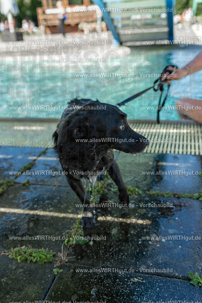 Hundeschwimmen_Volksbad_2026-allesWIRTHgut_Tierfotografie-2609061257-120738-7R500363 | Professionelle Tierfotografie in Mönchengladbach von Daniel Wirth (allesWIRTHgut). Liebevolle & natürliche Bilder von Hunden & Katzen für unvergessliche Erinnerungen.
