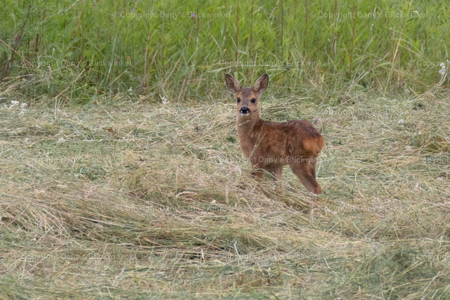 20174 | Tierfotografie, Tierkalender, Tierbilder, Insekten, Spinnen, Vögel, Schmetterling, Libellen, Leinwand, Colorkey, Qualität, Geschenkartikel, Geschenk - Realisiert mit Pictrs.com