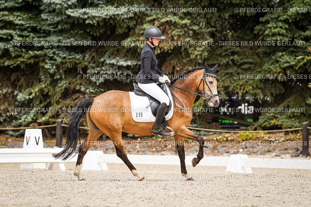 DSC04399 | Pferdegrafie