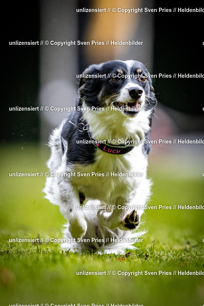 Sven Pries | 2025-10-03 - Hunderennen Obergrombach - Realisiert mit Pictrs.com
