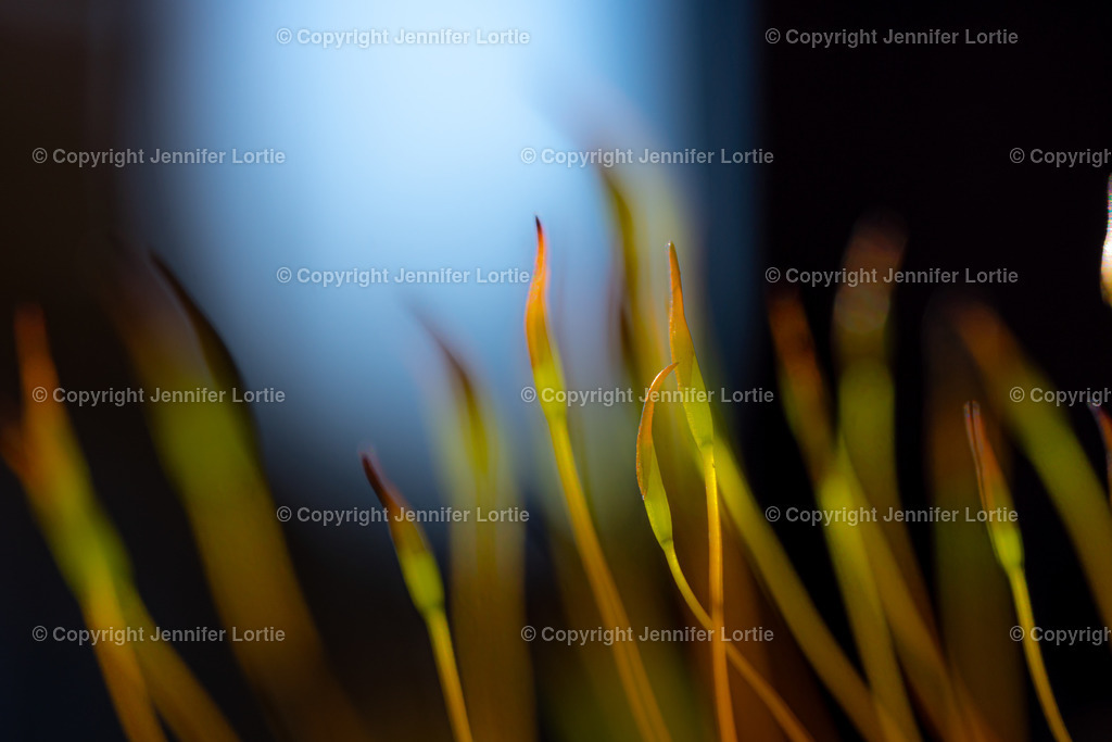 Moos im Gegenlicht, verwaschen | Kreative Naturaufnahmen als hochwertige Druckprodukte kaufen. - Realisiert mit Pictrs.com