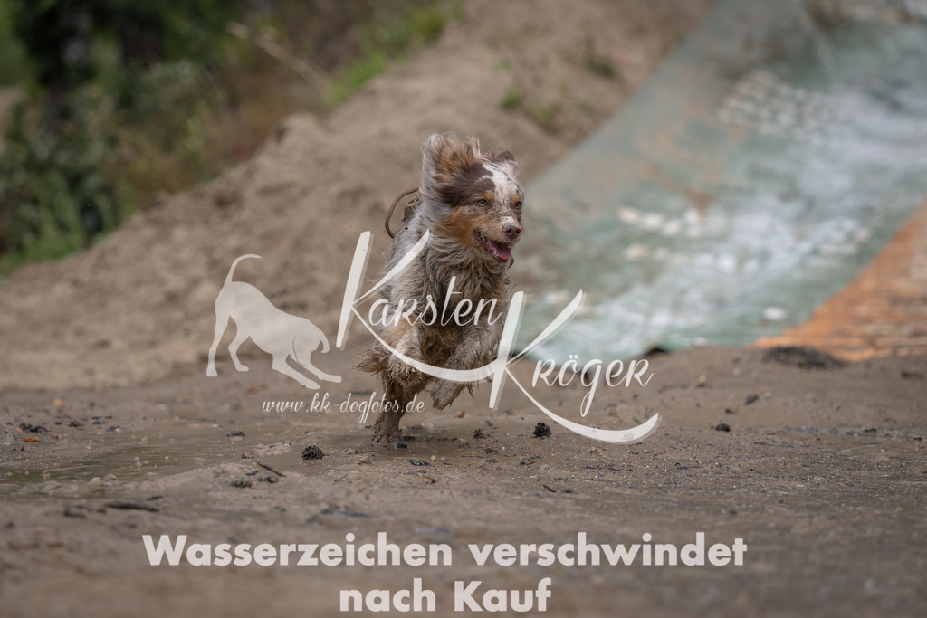 1313_ZZ95973 | kk-dogfotos