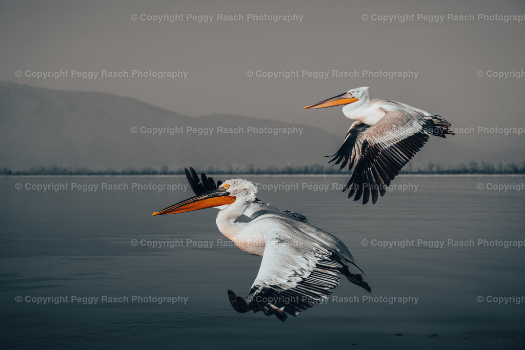 Pelikan_2023 (17) | PeggyRaschPhotography - Realisiert mit Pictrs.com