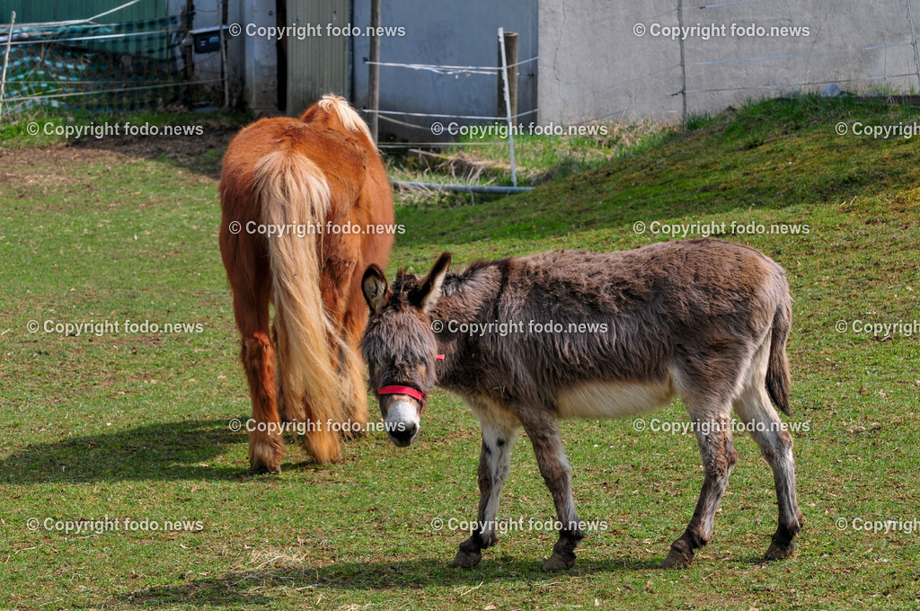 Linz_ Bauernhof_ 11.04.2025-21 | 11.04.2025, LINZ, AUT, Landwirtschaft, Bauernhof, im Bild Esel, Pferd, Pferde, Stute, Hengst, Fohlen, Ranch, Weide, Hof, Wiese, Stall, Nutztier, Tier, Tiere, Nutztiere, Freilandhaltung