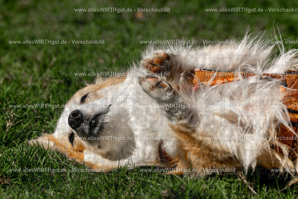Hundeschwimmen_Volksbad_2026-allesWIRTHgut_Tierfotografie-2609061205-FAY06372 | Professionelle Tierfotografie in Mönchengladbach von Daniel Wirth (allesWIRTHgut). Liebevolle & natürliche Bilder von Hunden & Katzen für unvergessliche Erinnerungen.