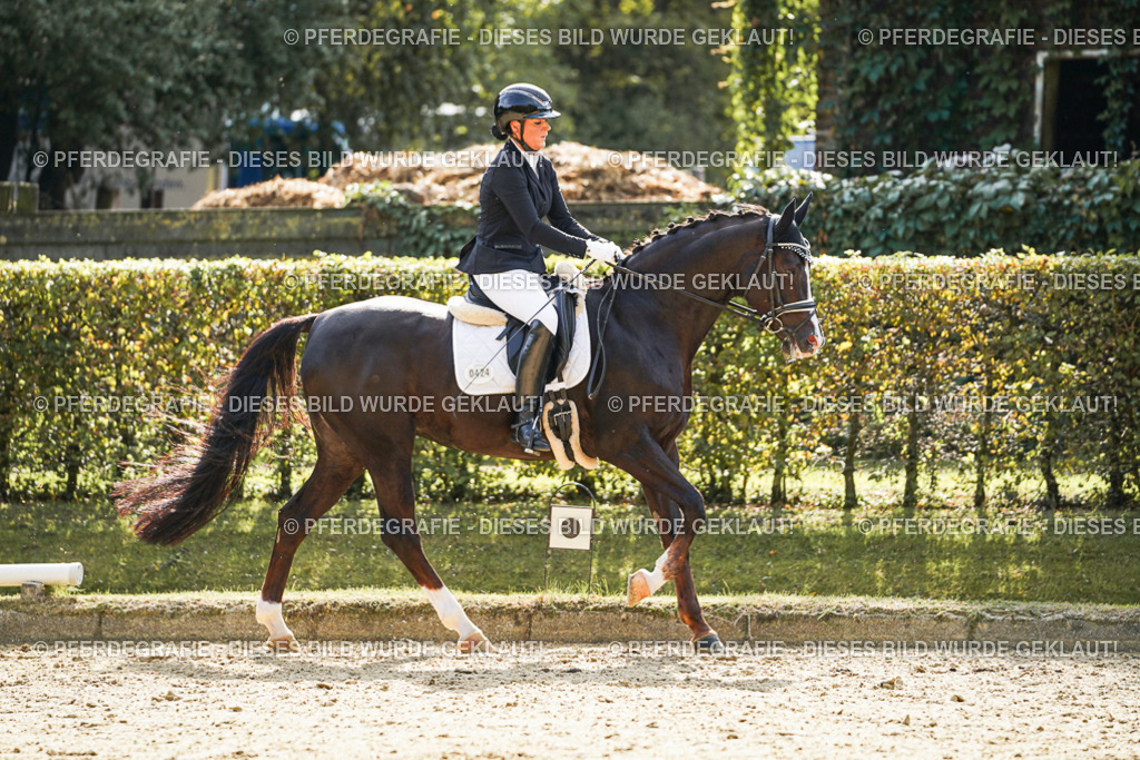 DSC07804 | Pferdegrafie