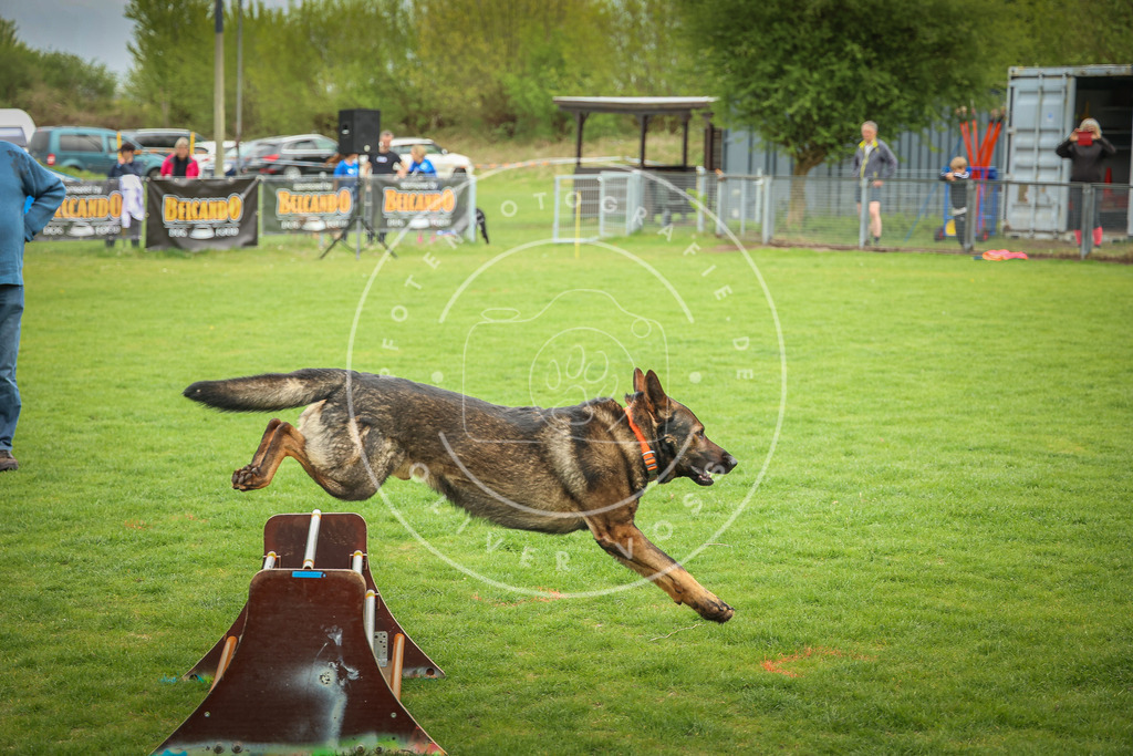 Pfotenfotografie_0L8A9710 | Hundefotografie, Tierfotograf, Pfotenfotografie, Fotoshooting Hund, Hunde Portrait, Hundesport, Hundeportraits, Heideshooting, Hunde, Sportfotograf, Hundefotograf, Turnierhundsport, THS,  - Realisiert mit Pictrs.com