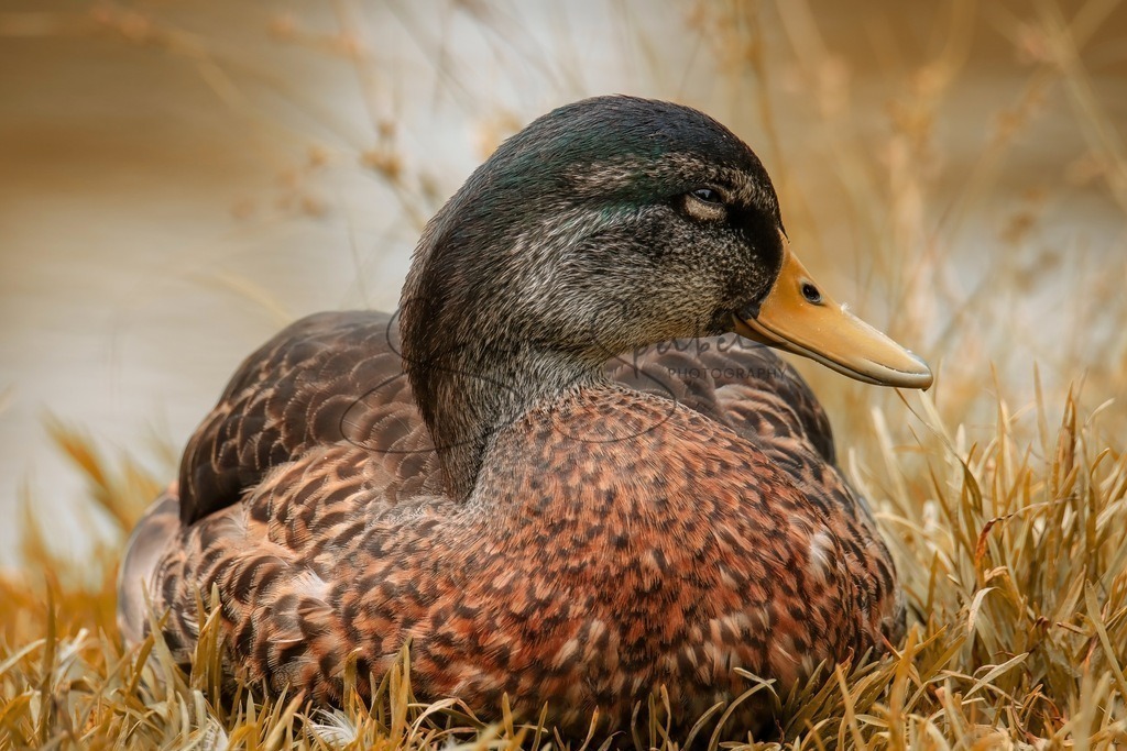 Junge Stockente | Simone Sperber, svb-photography,Fotografin,Bilddesignerin,Naturfotografie,Macrofotografie,Tierfotografie,Wildtierfotografie,Ausstellungen,Auftragsfotografie,Kunst,Art,Photographer,Shootings,Bildberatbeitung,Galerie,Shop