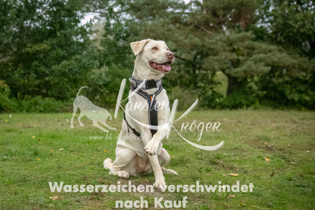 1222_ZZ90993-2-Bearbeitet | kk-dogfotos