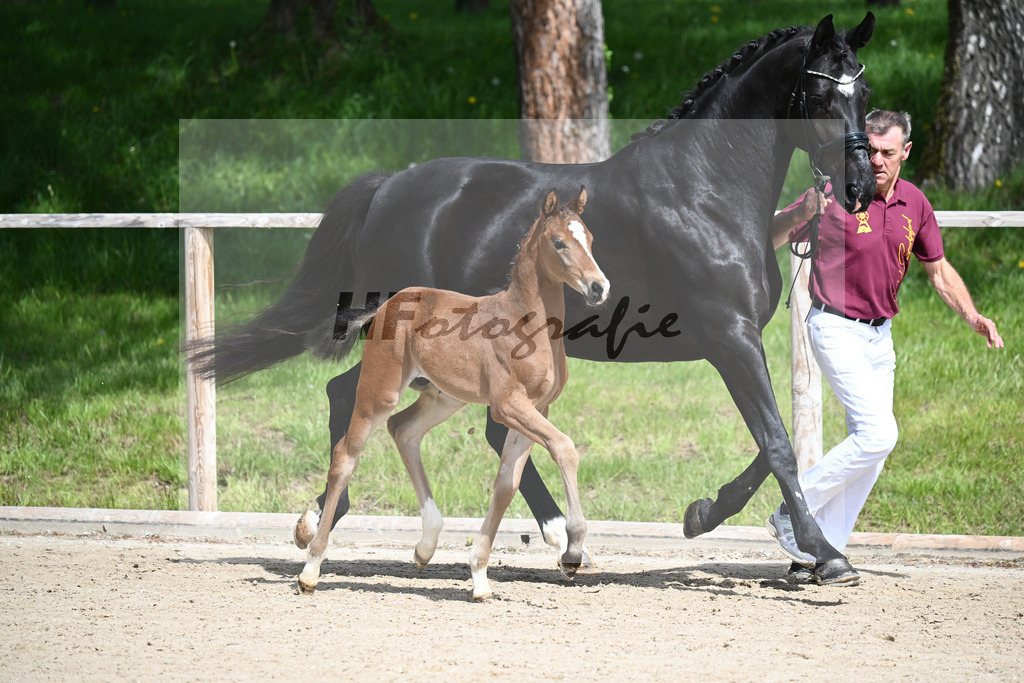 Benicio x De Niro_HF_Eder_11240237 | hf-fotografie - Realisiert mit Pictrs.com