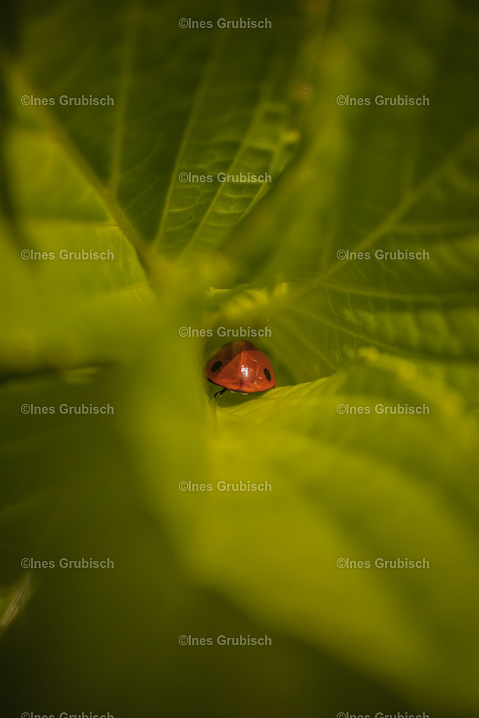 Marienkäfer versteckt im Hortensienblatt | Lila Lubbenbomm - Artwork by Ines Grubisch - Realisiert mit Pictrs.com