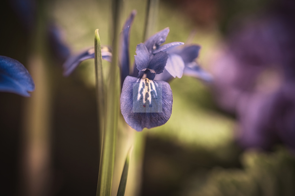 Makro - floral (83) | Buche Fotoshootings und entdecke hochwertige Fotoprodukte bei Mathias Ku Photos. Personalisiert, kreativ & mit Liebe zum Detail. Jetzt informieren! - Realisiert mit Pictrs.com