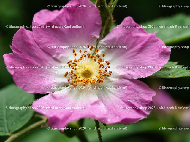 P6080302-titusgraphy-vz-2 | Fotokunstarbeit aus der INSTAGRAM-Gallerie auf titusgraphy.eu - Realisiert mit Pictrs.com